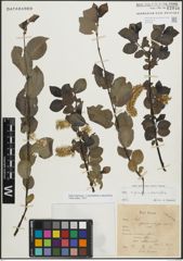 Foto von Salix myrsinifolia Salisb. x Salix phylicifolia L.